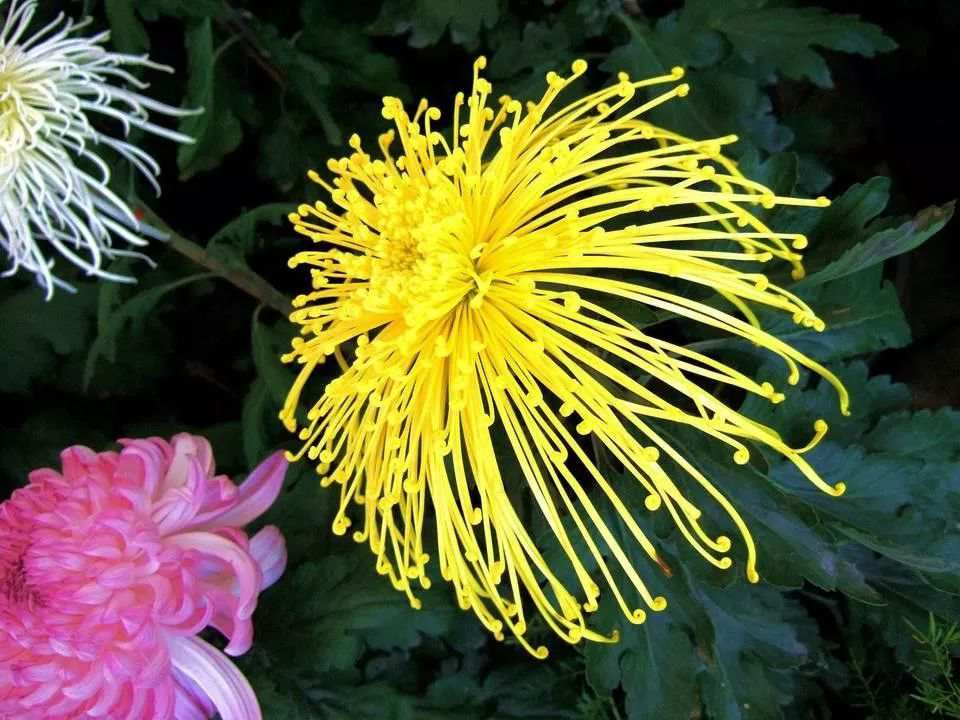 重陽賞菊，正好以此詩書畫下酒！